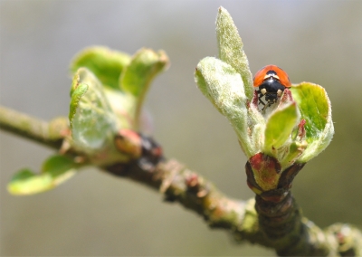 Eine kleine rote