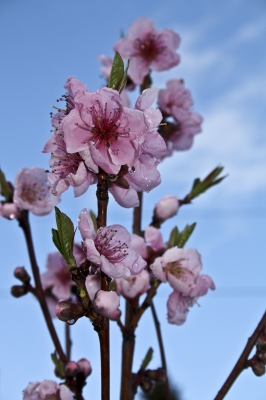 Nektarinenblüte nach Aprilguß