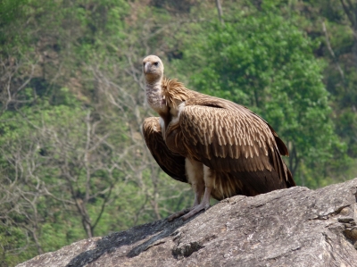 Geier (Nepal)