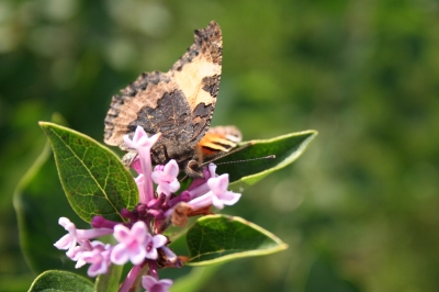 Schmetterling / Butterfly