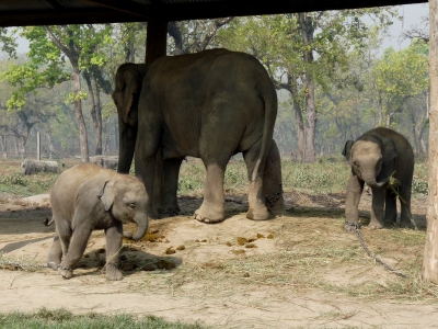Selten: Elefanten-Zwillinge