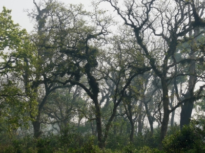 Alter Urwald (Chitwan Nationalpark Nepal)