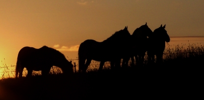 Pferde im Abendlicht