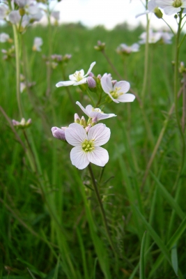 Frühling