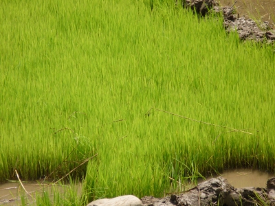 Reispflanzung 2