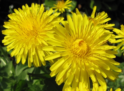 Frühling im Garten