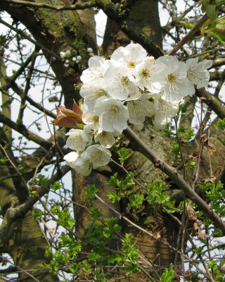 Blüten im Wind