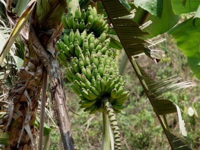 Bananen (Nepal)
