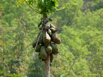 Papaya (Nepal)