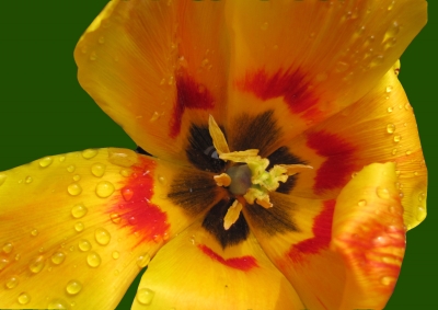 Regentropfen auf meine Tulpe klopfen (Makro)