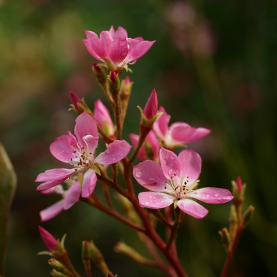 Feine Blüten