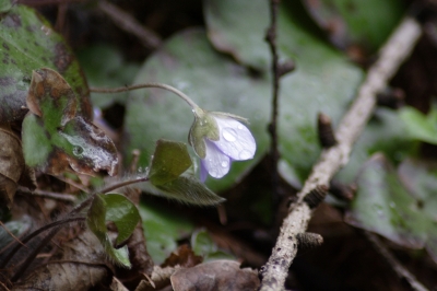 Leberblümchen im Regen