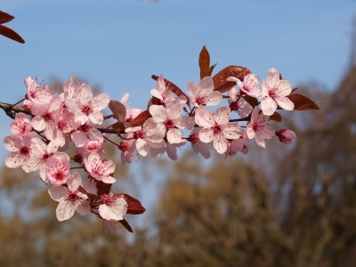 Rosa Kirschblüte