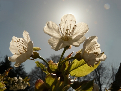 Endlich ist der Frühling da!