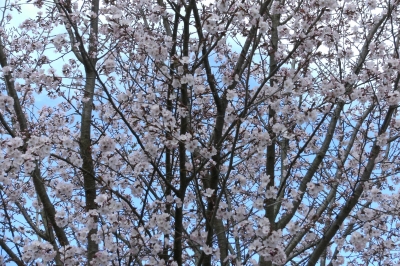 Frühlingsblüten 1