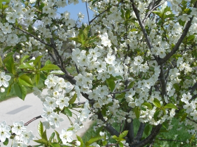Kirschblüte in Donnerskirchen