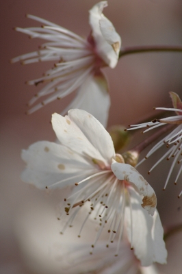 Kirschblüten