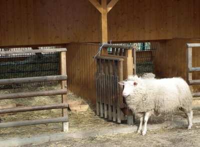 Schaf vor Stall