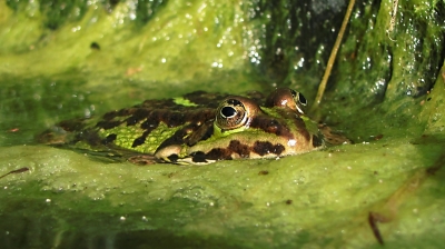 1. Frosch 2010