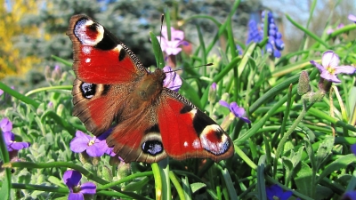 1. Schmetterling 2010
