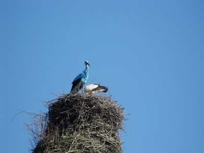 Blauer Storch (6)