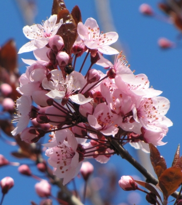 Frühling in Rosa (Makro)