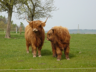 Hochlandrinder im Sauerland