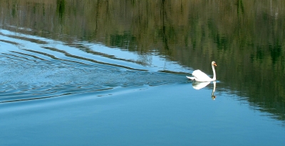 Schwan im Spiegel 2