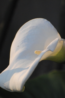 weiße Calla-Blüte