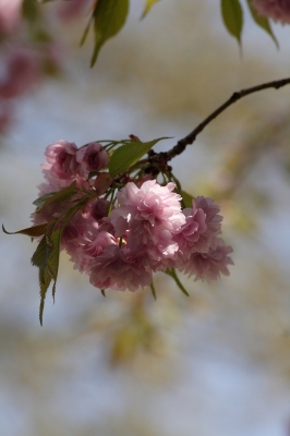 Zauberblüte