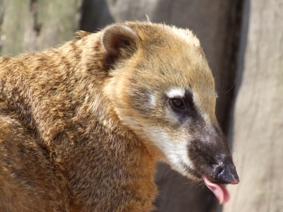 Schleckermaul ; (Nasua nasua)