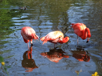 Flamingo-Trio