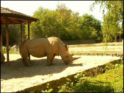 Nashorn