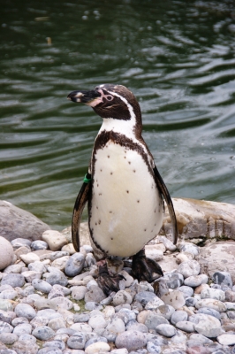 Humboldt-Pinguin 1