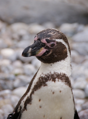 Humboldt-Pinguin 3