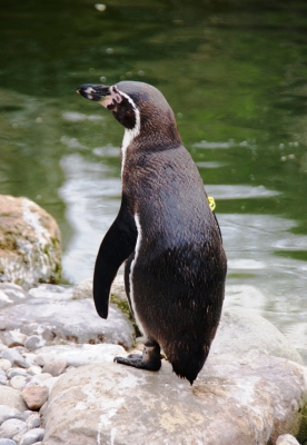 Humboldt-Pinguin 5