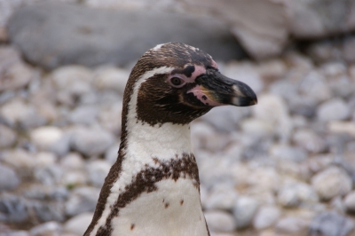 Humboldt-Pinguin 2