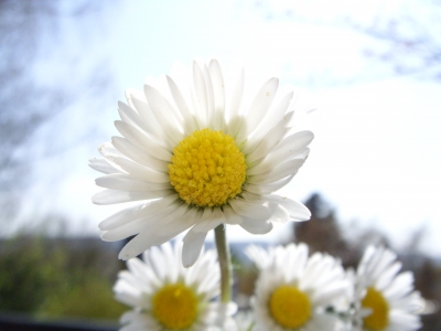 Gänseblümchen  im Gegenlicht