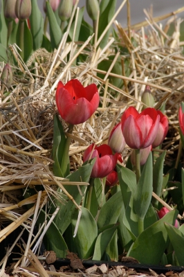 Strohtulpen