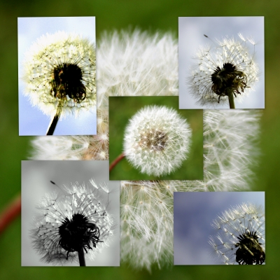 Pusteblumen Collage