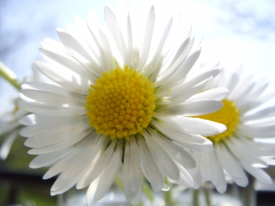 Gänseblümchen  im Gegenlicht 2