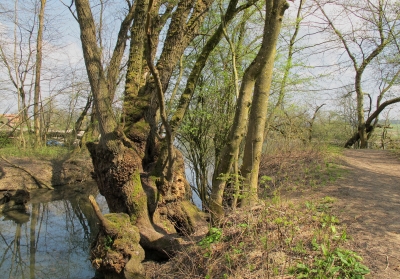 Aare-Uferweg: Alte Bäume