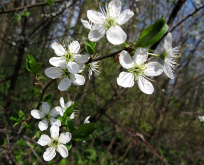 Aare-Uferweg: Frische Blüten