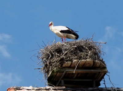 Aare-Uferweg: Storch auf Hausdach