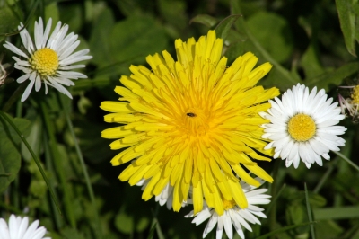 Auf der Frühlingswiese