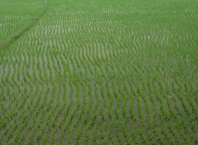 Frisches Reisfeld