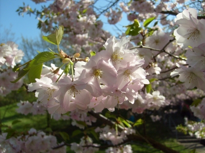 Kirschblüten 5