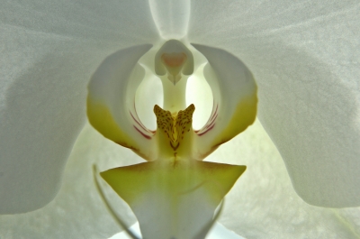 Orchideenblüte I