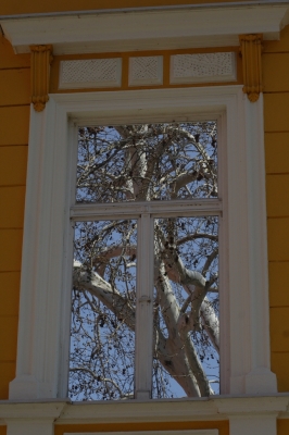 Der Fensterbaum