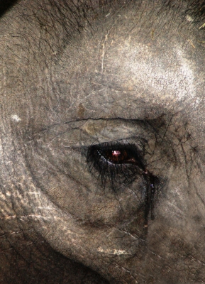 Elefanten-Auge